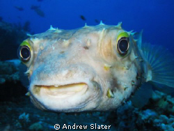 porcupine fish enjoying being in the spotlight by Andrew Slater 